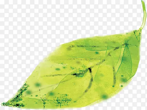 �ֻ�������Ҷ�廭-������