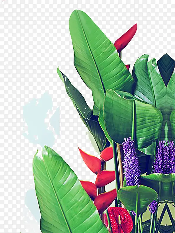 ���ղ廭ֲ����Ҷ-������