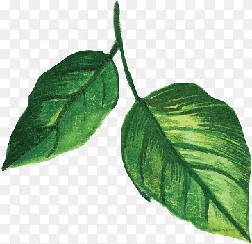 �ֻ�廭ʸ��ͼ��Ҷ-������