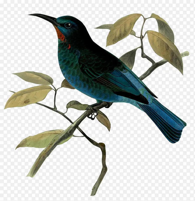 ˮ��С����ɫ��Ҷ-������