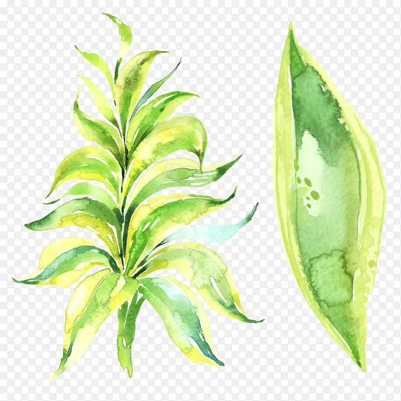 ˮ����ɫ��Ҷ��-������