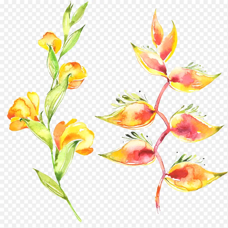 ˮ�ʻ�����ɫҶ��-������