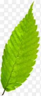 ��ɫ�λ�ˮ����Ҷ-������