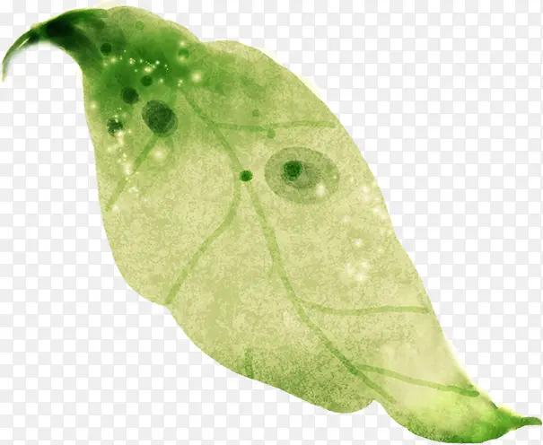 ��ɫˮ����Ҷ���-������