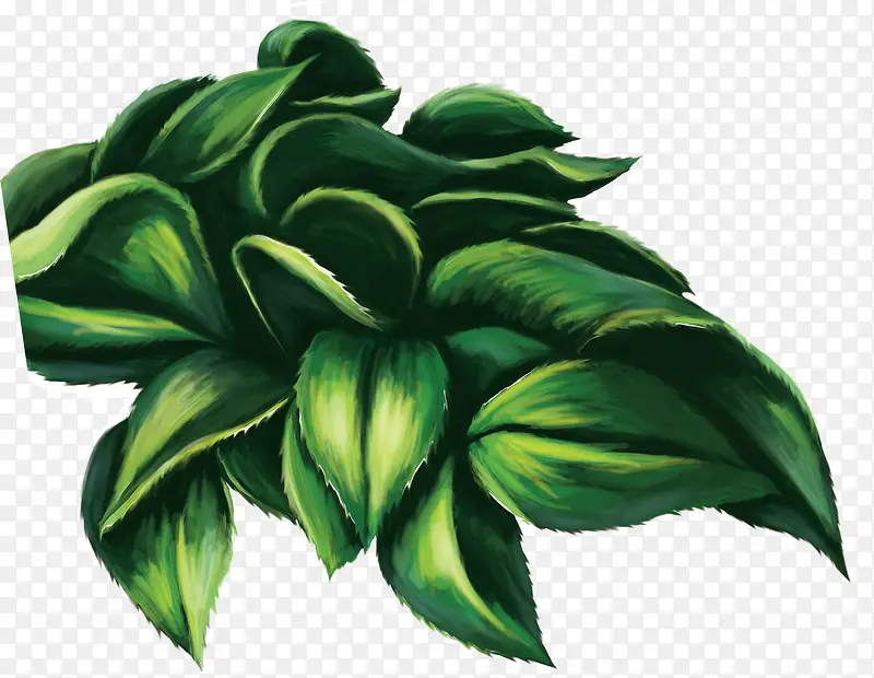 ��ɫˮ��ֲ����Ҷ-������