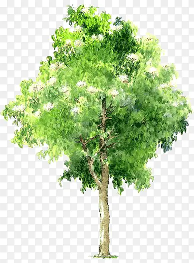 �ֻ���ɫˮ��ֲ��-������