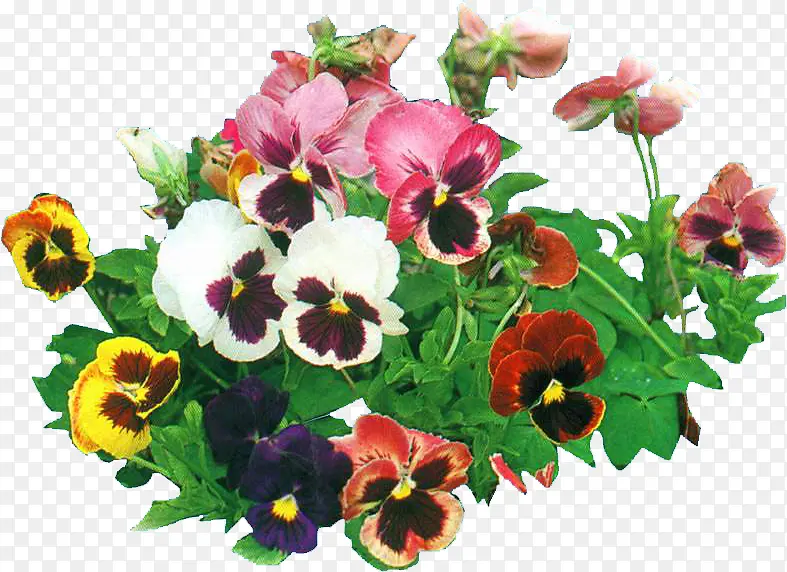 ��ɫ�ɰ�����װ��-������