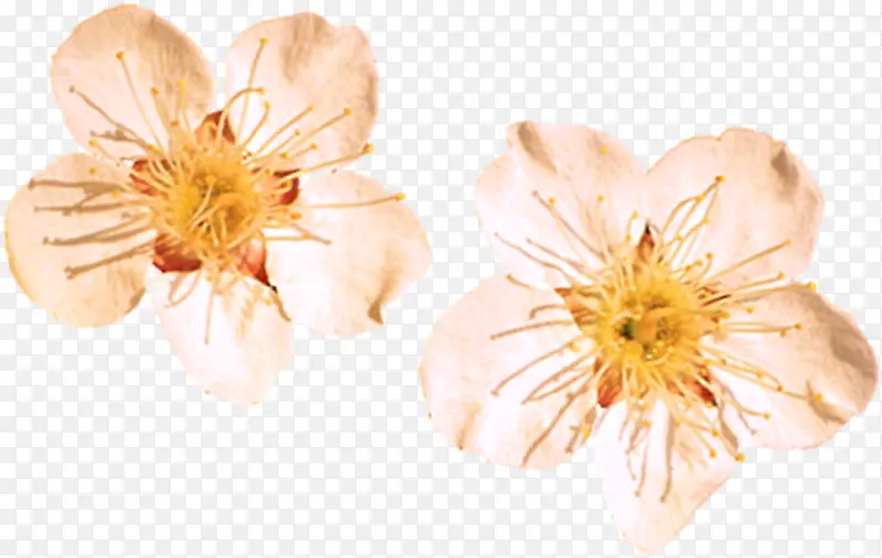 �ɰ�Ψ���������-������