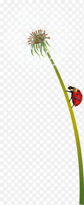 �ѹ�Ӣ��ɫ�ѹ�Ӣ-������