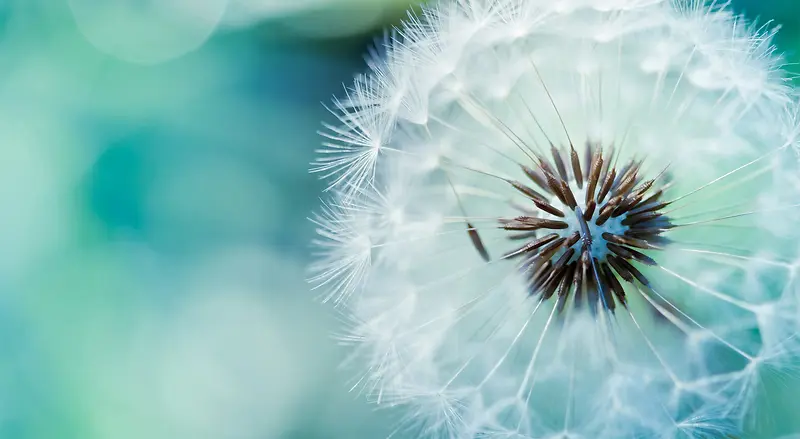 ��ɫԲ��Ψ���ѹ�Ӣ-������