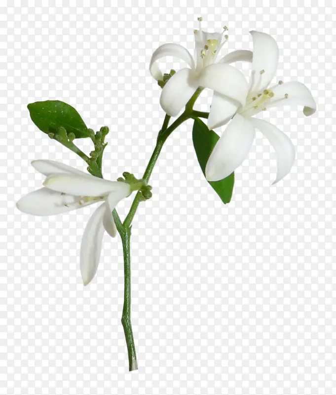 ��ɫ�ٺ�-������