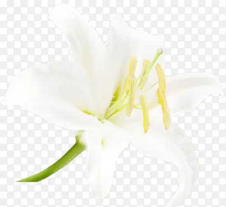 ��֧��ɫʢ���ٺ�-������