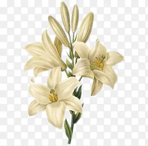 �ֻ��ɫ���Űٺ�-������