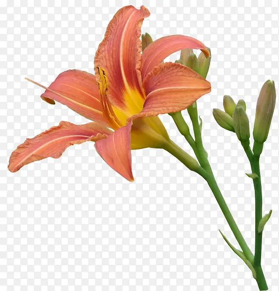 ��ɫʢ���ٺ�-������