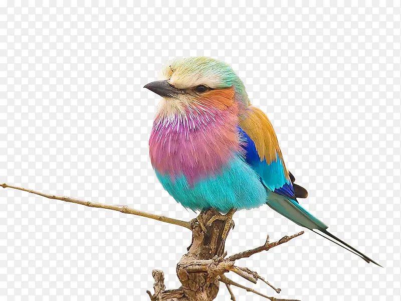 ��֦�ϲ�ɫС���ز�-������