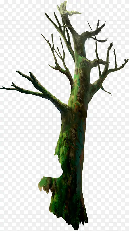 ��֦ɭ�ֱ����ز�-������