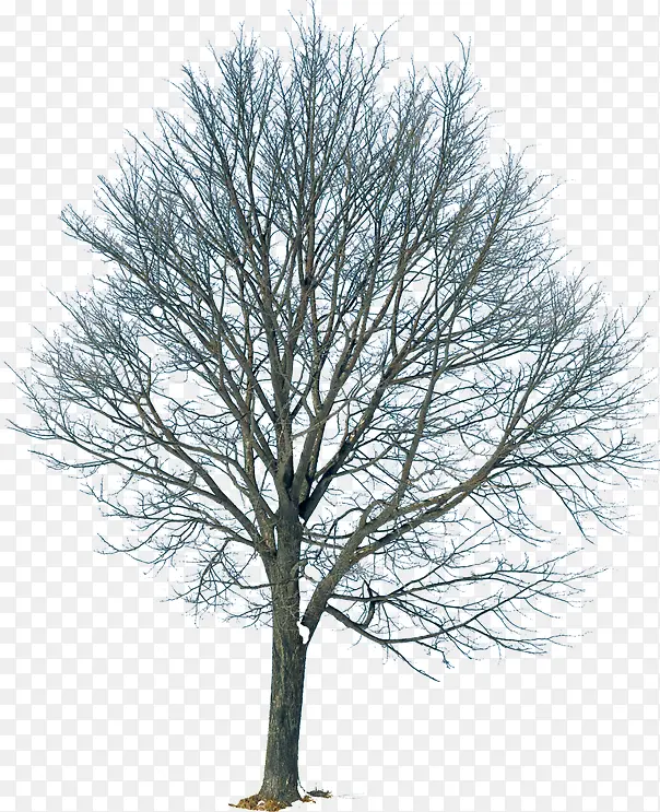 ��֦�羰�ز�ͼƬ-������