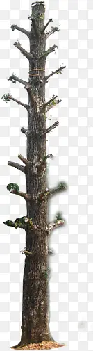 ��֦԰���̻��ز�-������