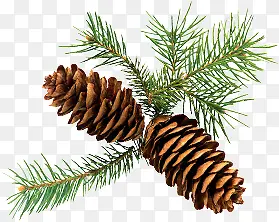 ��֦��������Ƹ�ز�-������