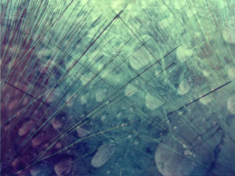 ��ɫ��֦����-������