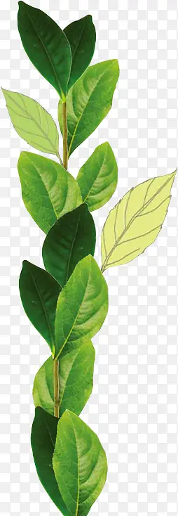 ��ɫ��֦�ز�-������