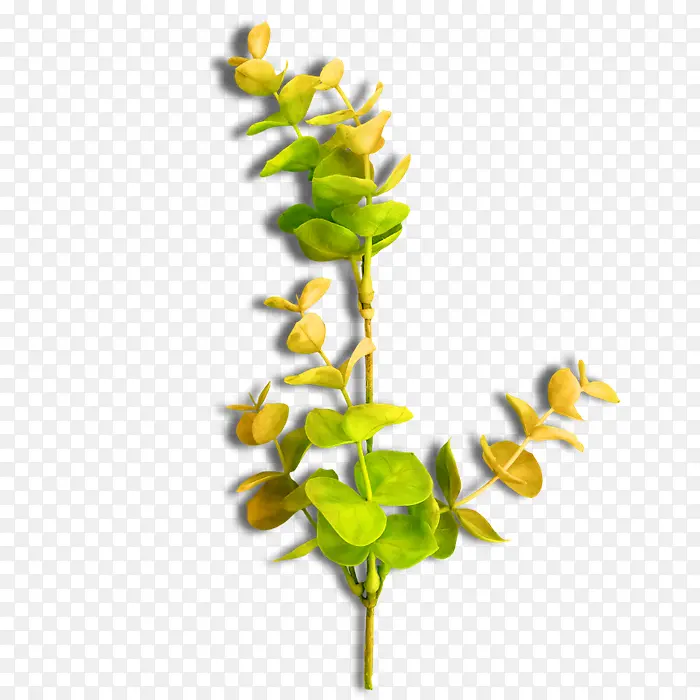 ��ɫ������֦�ز�-������