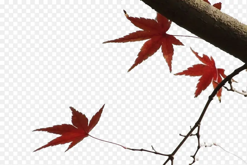 ֲ���زķ�Ҷ��֦-������