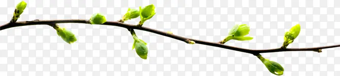 �������ŵ���֦png�ز�-������