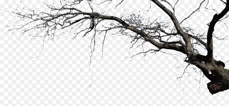 ��֦-������