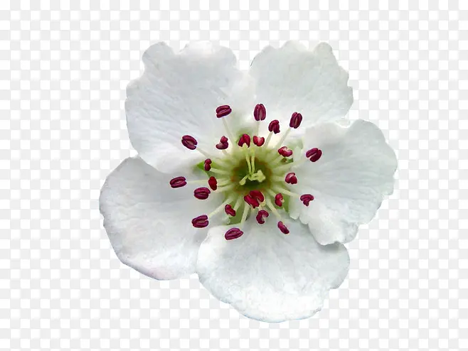 ��ɫ�滨-������