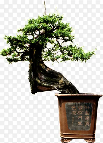 �й���ŵ���֦�Ƕ�-������