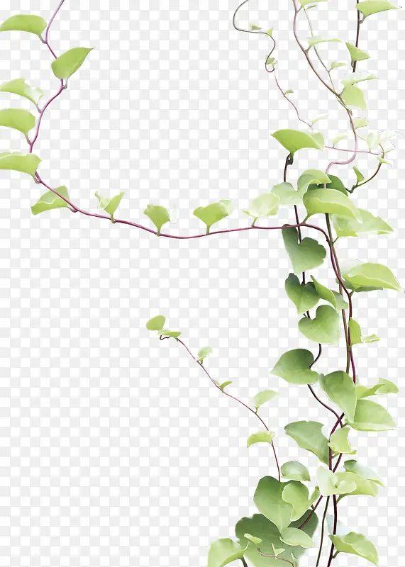 ��ɫ��ҶԪ���������-������