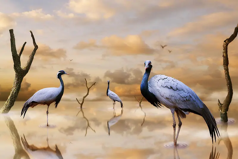 �ɺ�����������Ӱ-������