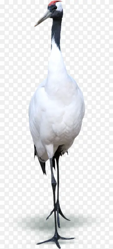 ��ɫΨ���ɺ�����-������