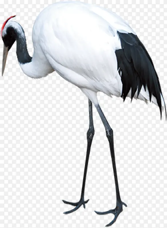 �ɺװ�ɫ�ֻ�����-������