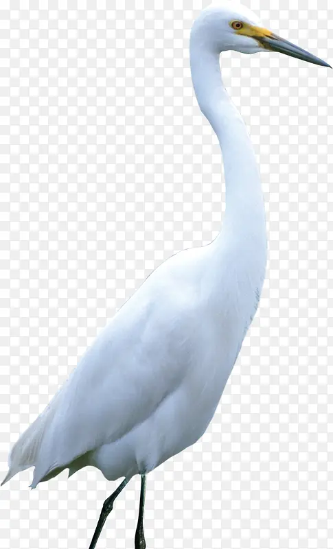 ��ɫ�����ɺ�����-������