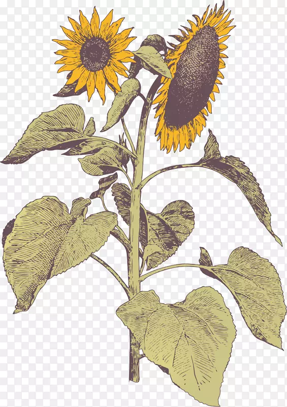 ���������տ�-������