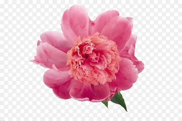 ʢ���Ļ�-������