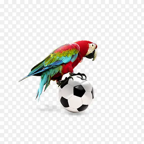 ��ɫ����-������