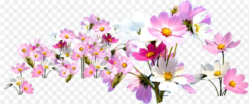 ��ɫҰ��-������