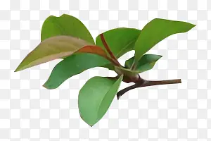 ��ɫҶ�ӻ�֦��֦-������