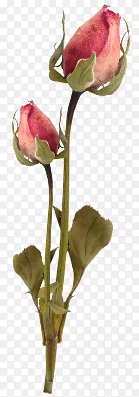 ����õ�����������ʦ٪��-������