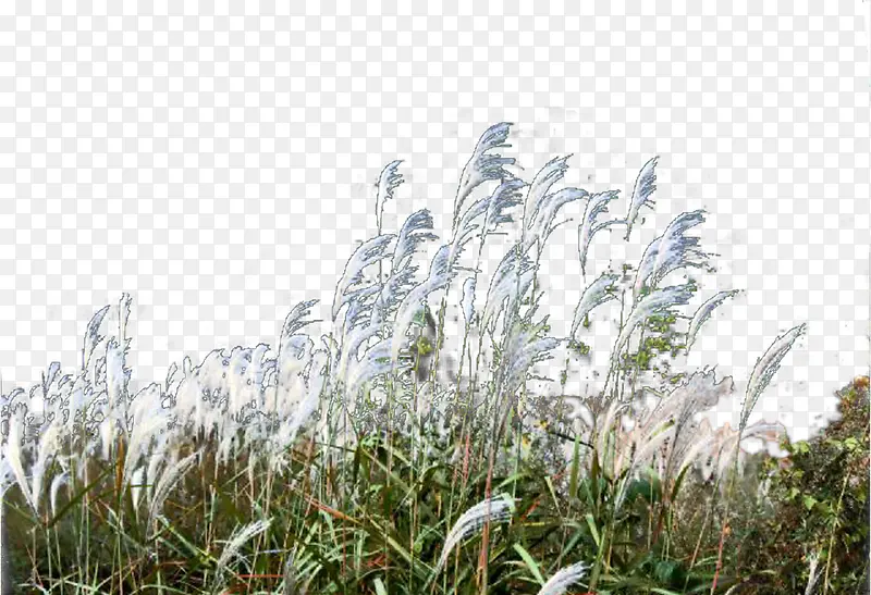 ��ֲ�ѹ�Ӣ-������