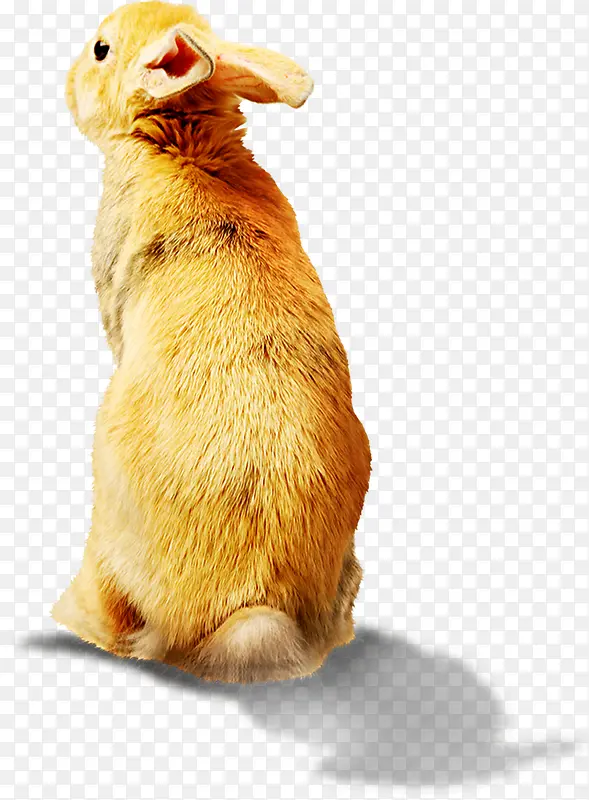 �ɰ����Ӱ׵��ز�-������