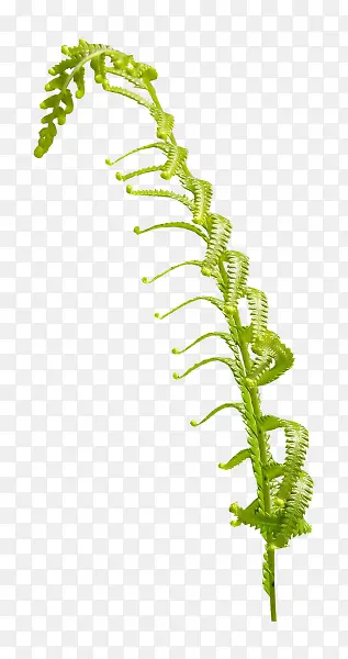 ��֦-������