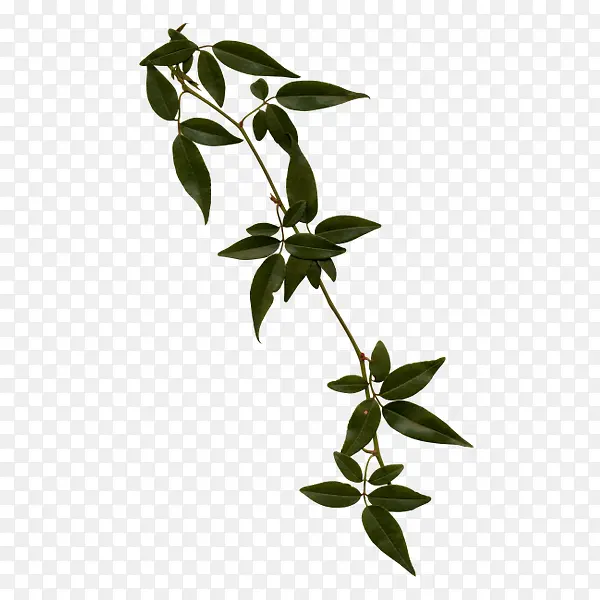 ��֦-������