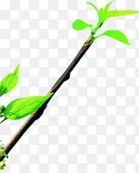 ��ͨ��ֲ֦����ɫҶ��-������