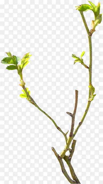 ��֦Ԫ��-������