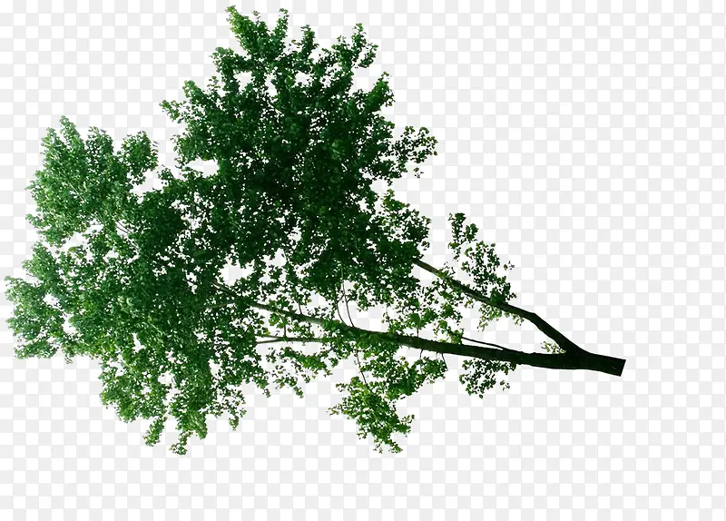 ����������ɫ��ֲ֦��-������