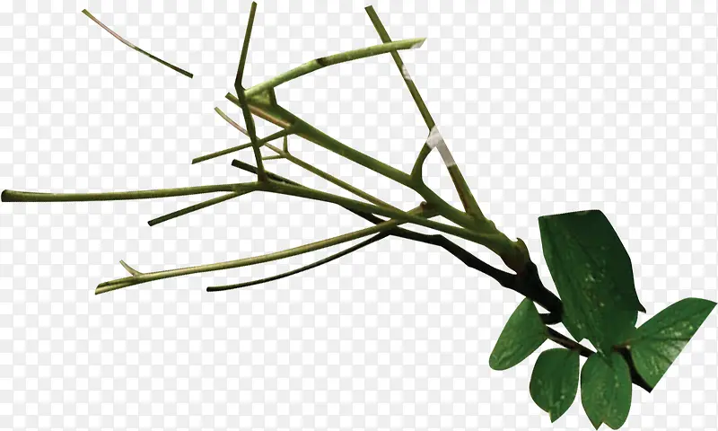 ��ɫ������֦����-������